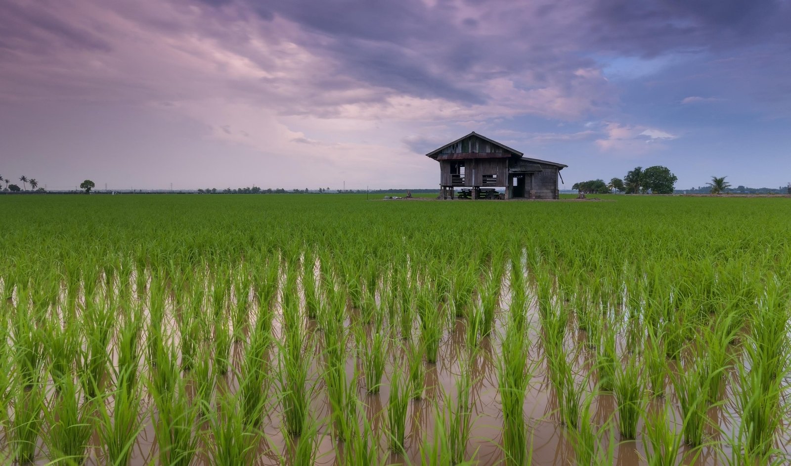 Gabru Rice